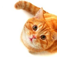 FUNNY VIDEOS EVERYDAY