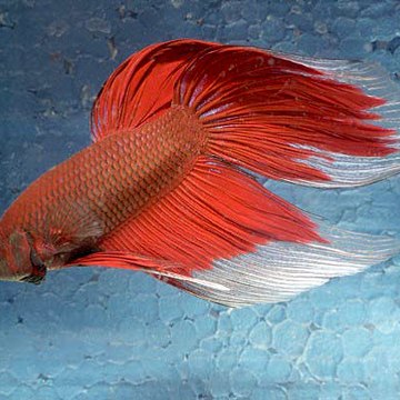 Criação de Peixes Ornamentais