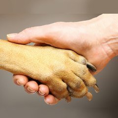 Hope For Paws