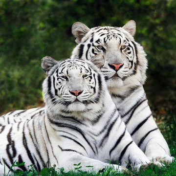 Amazing Wildlife