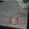AxolotlFrance