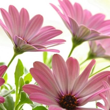 M Asif