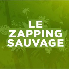 Zapping Sauvage