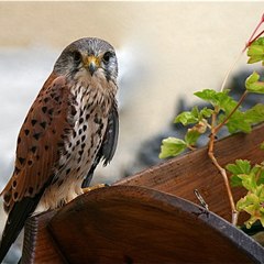 HAWK