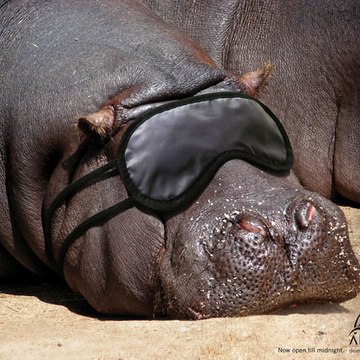 TheDrillerHippo