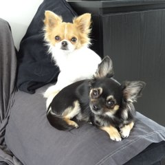 Du Clan des Petitous