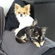 Du Clan des Petitous