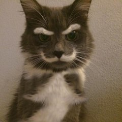 Ciddi Kedi