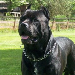 Presa Canario & Cane Corso Hellas