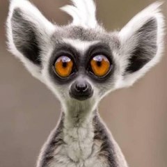 Funny Animal