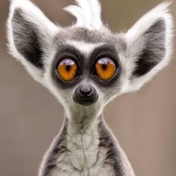 Funny Animal