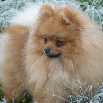 Domaine des Cassanos