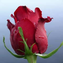 abelgalois