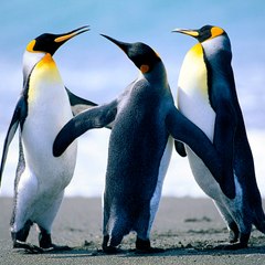 منوعات HD