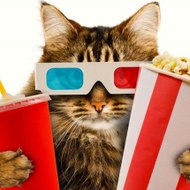 Randomkittenbox Meowies