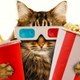 Randomkittenbox Meowies