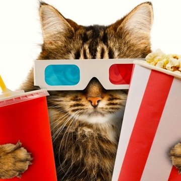 Randomkittenbox Meowies