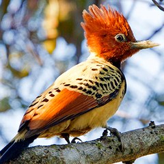 Woody Woodpecker