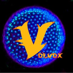 Gruenalge.Volvox