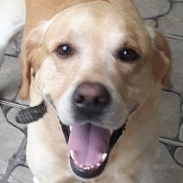 Luiz dos Santos Pereira