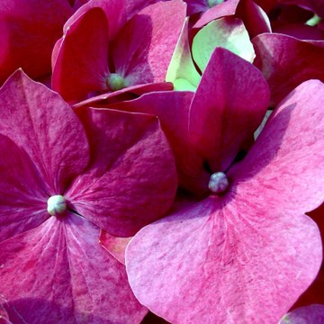 Springblink