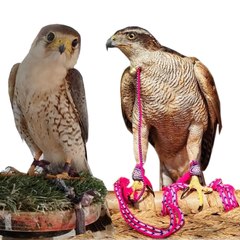 Adventures with Falcons