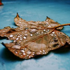 Trinidad Mcneillllll