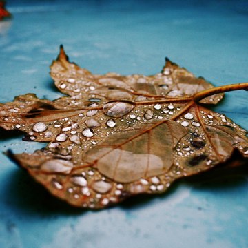 Trinidad Mcneillllll