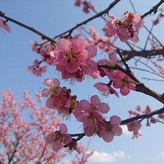 晴-haru-