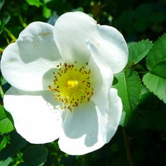 Pumpionalleged