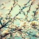 Chieko Yount