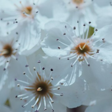 Shavonda Richter
