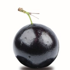 Jabuticaba Conteúdo