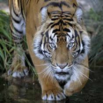 WILDLIFE SAFARI