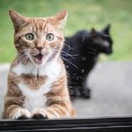 面白い動画のコレクション