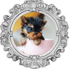 Teacup Maltipoo Puppies For Sale