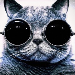 ViralFunnyVideos
