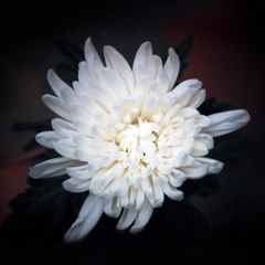 harukojyouka