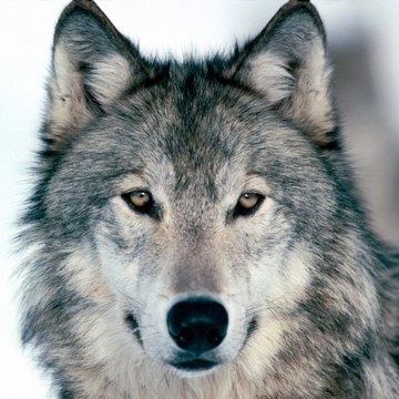 Le Roi des Loups