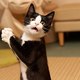 Перевёл и озвучил