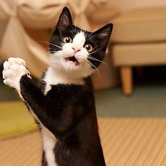 Перевёл и озвучил