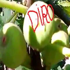 Mania de videos