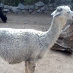 huapi fauna3