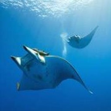 Yandel Ryder