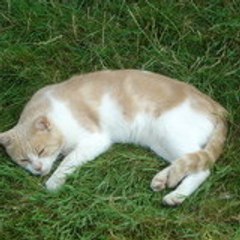 stef6