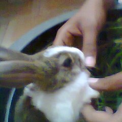 Pakistani Comedy Dramas