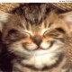 pussy2977