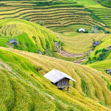 Viet CTV