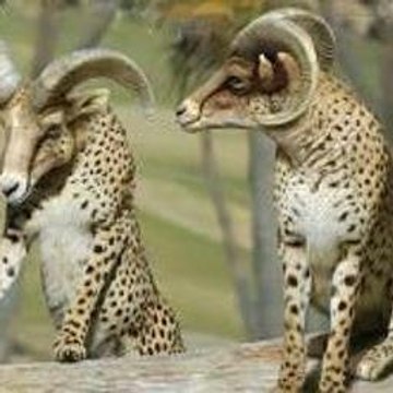 Children Dance