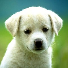 Puppyman282